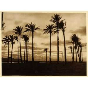  1925 El Arish Oasis Palestine Palm Trees Photogravure 