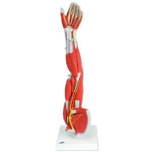 3B Scientific M10 6 Part Three Fourths of Life Size Muscles Arm Model 