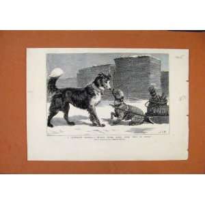   Degenerate Colonial Dogs C1879 Illustrated London News