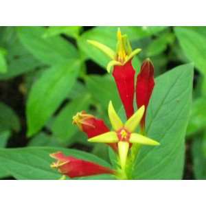  Indian Pink (Spigelia marilandica) Patio, Lawn & Garden