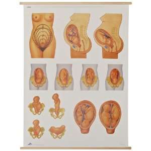 3B Scientific V2068M Position of The Child Before Birth Anatomical 