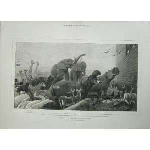  GodS Covenant Noah Ark Animals 1876 Elephant Fowl Cows 