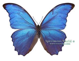 Morpho Menelaus godartii * RARE * unm butterfly Peru 1704  
