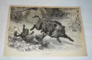 1876 engraving ~ WILD BOAR HUNTING  