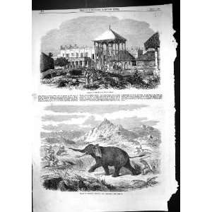  1866 Palace Rajah Cooch Behar Arabs Abyssinia Hunting 
