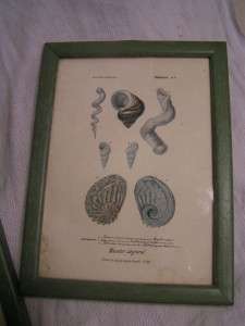 antique Grafiche Tassotti Prints of Molluscs. Italy  