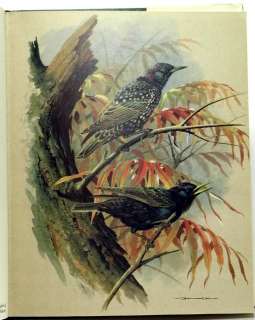 Birds of Town and Village; superb bird art by Basil EDE text by W.D 