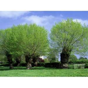   Black Poplars, Camers Green, Worcs Giclee Poster Print