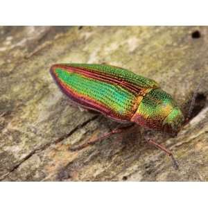  Close up of an Eastern Metallic Green Wood Borer 