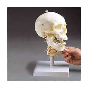 Human Skull with Cervical Vertebrae A20/1