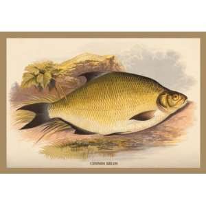  Common Bream 12x18 Giclee on canvas