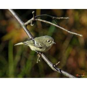  Ruby crowned Kinglet Nature Photo