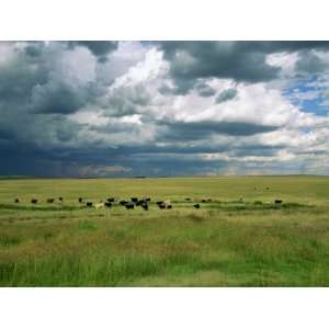  Cattle Ranching, N3 Highway, South Africa, Africa 