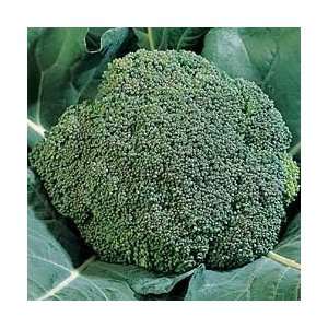  Broccoli Seeds   Broccoli Early Dividend Hybrid Patio 