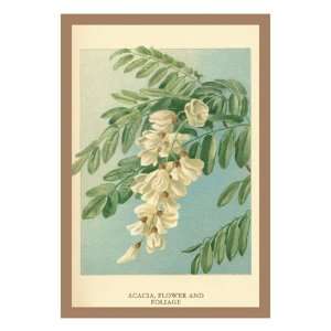  Acacia, Flower and Foliage by W.h.j. Boot, 24x32