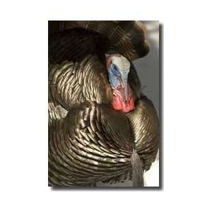 Wild Turkey In Woods Giclee Print