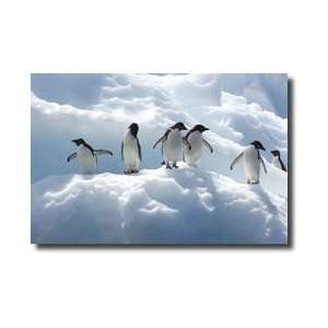  Adelie Penguins Antarctica Giclee Print