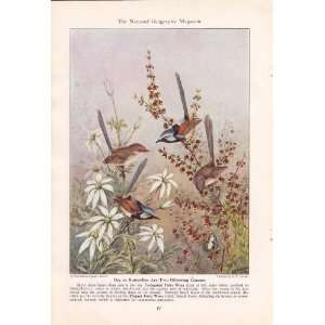   Fairy Wren Variegated Fairy Wren   N.C. Cayley Vintage Bird Print