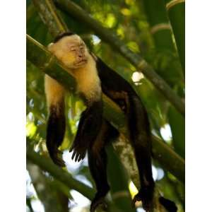  A White Throated Capuchin Monkey Sleeping on a Bamboo 