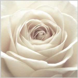  Pretty White Rose Stamp