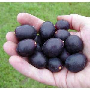  Hirts Southern Home Muscadine Grape Plant   Self Fertile 