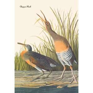  Clapper Rail 28X42 Canvas