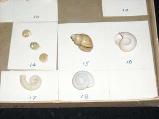 Collection of Sea Snail Shells labeled w descriptions  