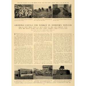  1905 Article Corn Alfalfa Raising Cattle Agriculture 