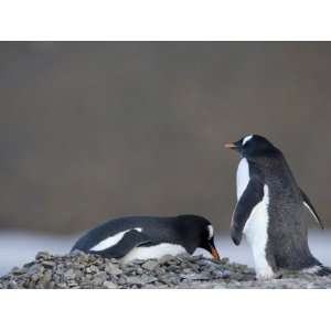  Gentoo Penguins, Browns Bluff, Drake Passage, Weddell Sea 