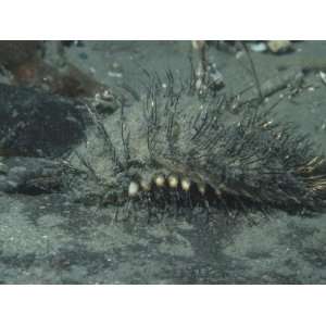  Sea Mouse, Aphrodita, a Marine Polychaete Annelid Worm 