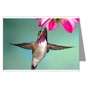  Greeting Card Male Calliope Hummingbird 