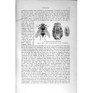   NATURAL HISTORY 1896 OX WARBLE FLY DIPTERA SHEEP BOT