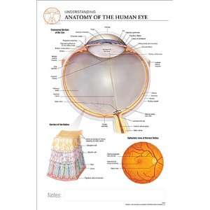11 x 17 Post It Anatomical Chart ANATOMY of the EYE  