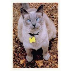  Siemese Cat, Cats & Kittens Note Card, 5x7