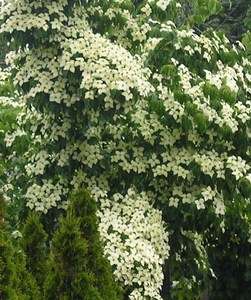 10 JAPANESE SNOWBALL TREE SEEDS     SILKY WHITE BLOOMS  