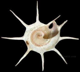 Guildfordia yoka delicata 85mm F++ SUPERB Philippines Seashell  