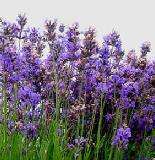 5oz/15ml BOTTLE OF LAVENDER AROMATHERAPY ESSENTIAL OIL  