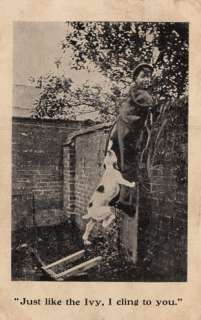 1907 Postcard bulldog bully pitbull dog saves the day  