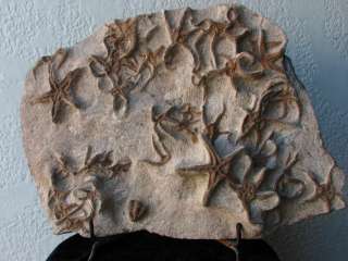 Starfish Fossil Collector Plaque Display  