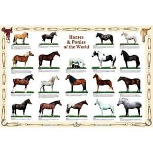  Horses and Ponies of the World Laminated Poster Toys 