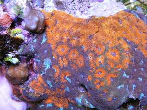 GIANT RAINBOW Acan LPS Chalice Brain Favia Acanthastrea Coral Aquarium 