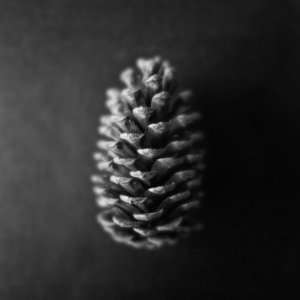  Pine Cone (Short Depth of Field), Limited Edition 