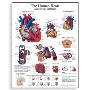 UV Resistant Laminated Paper Le Coeur Humain, Anatomie Et Physiologie 