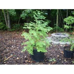 25 Dawn Redwood Tree seedlings Metasequoia glyptostroboides Free 