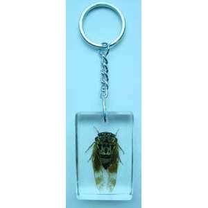  R And H   Insect Keychain   Cicada 
