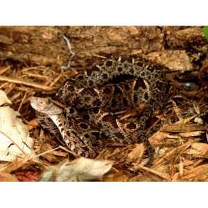  Lance Head Viper, Native to Central and South America 