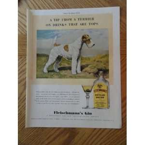 Fleischmanns Gin/White and Brown terrier dog, Vintage 40s full page 