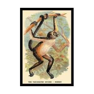 The Variegated Spider Monkey 12x18 Giclee on canvas