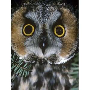  Long Eared Owl Face, Asio Otus, North America Photographic 