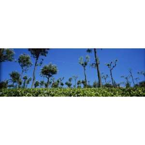 Tea Plantation, Coonoor, Nilgiris, Kerala, India by Panoramic Images 